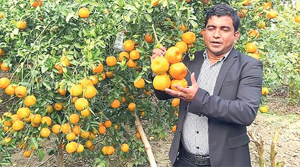 কমলা ও মাল্টা চাষে সাত বন্ধুর সাফল্য কমলা ও মাল্টা চাষে সাত বন্ধুর সাফল্য