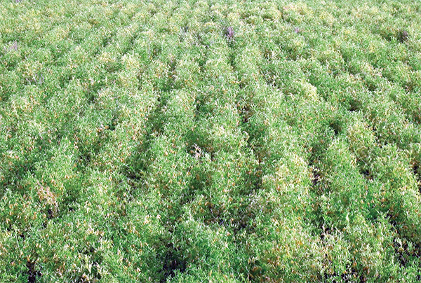 চরাঞ্চলে মসুর ডালের চাষ বাড়ছে চরাঞ্চলে মসুর ডালের চাষ বাড়ছে