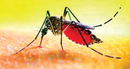 নতুন বছরে ডেঙ্গুতে মৃত্যু নেই, কমেছে শনাক্তও নতুন বছরে ডেঙ্গুতে মৃত্যু নেই, কমেছে শনাক্তও