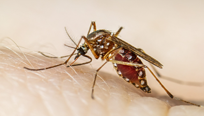 ডেঙ্গুতে বছরের প্রথম মৃত্যু, হাসপাতালে ভর্তি ৫৬ ডেঙ্গুতে বছরের প্রথম মৃত্যু, হাসপাতালে ভর্তি ৫৬