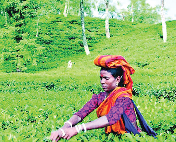১২ চা-বাগানে কমেছে উৎপাদন ১২ চা-বাগানে কমেছে উৎপাদন