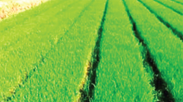 একলাখ ৭৬ হাজার ৩০০ হেক্টর জমিতে বোরো চাষের লক্ষ্যমাত্রা নির্ধারণ একলাখ ৭৬ হাজার ৩০০ হেক্টর জমিতে বোরো চাষের লক্ষ্যমাত্রা নির্ধারণ