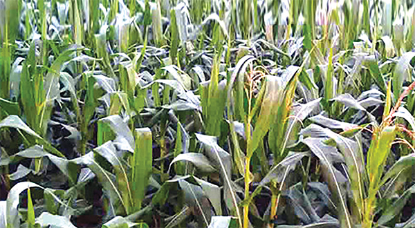 চরাঞ্চলে ভুট্টা চাষে বিপ্লব চরাঞ্চলে ভুট্টা চাষে বিপ্লব