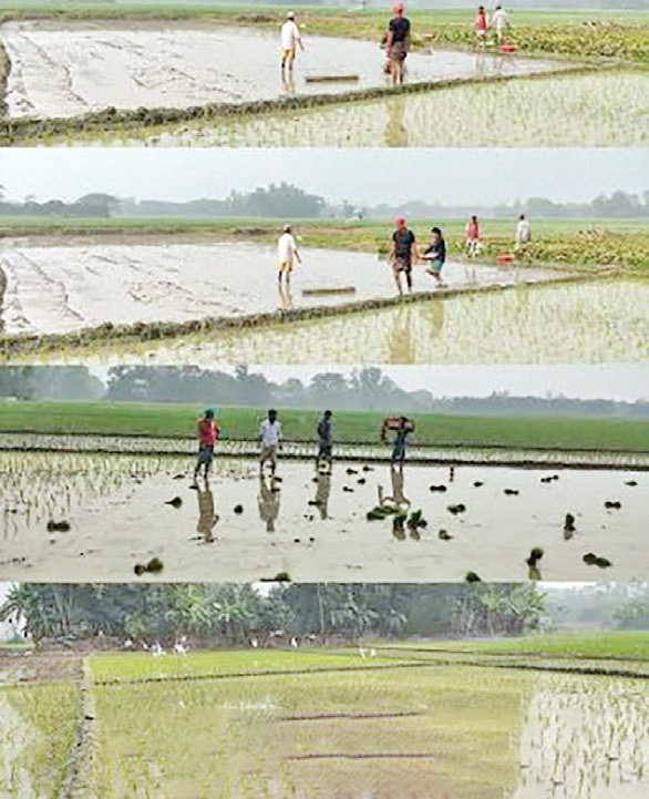 ইরি রোপণের ব্যস্ততা
