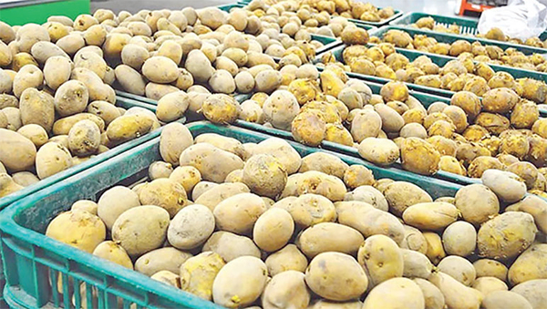 ২০ টাকায় নেমেছে আলুর দাম
