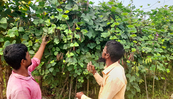 অল্প পুঁজিতে লাভজনক শিম চাষে ঝুঁকছে হাটহাজারীর কৃষকরা অল্প পুঁজিতে লাভজনক শিম চাষে ঝুঁকছে হাটহাজারীর কৃষকরা