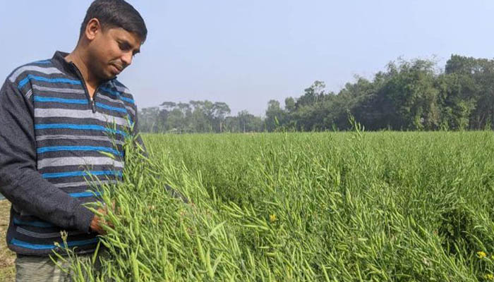 নকলায় সরিষার বাম্পার ফলনে কৃষকের মুখে হাসি