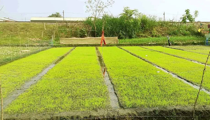 ঈশ্বরদীতে ঘন কুয়াশায় বিনষ্ট হচ্ছে বোরো ধানের বীজতলা