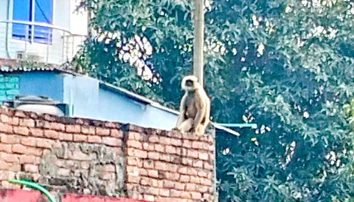 ঈশ্বরদীর লোকালয়ে বিরল প্রজাতির কালোমুখো হনুমান