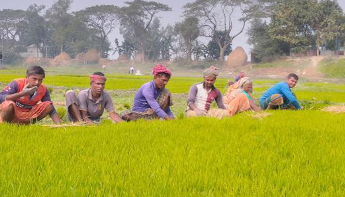 সাটুরিয়ায় বোরো আবাদে ব্যস্ত সময় পার করছেন চাষিরা 