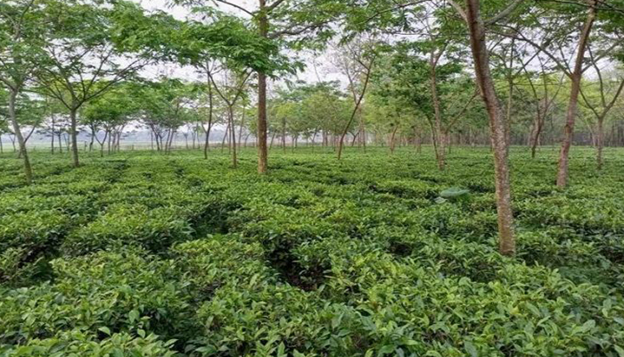 লালমনিরহাটে চা চাষে কৃষকদের আগ্রহ বাড়ছে