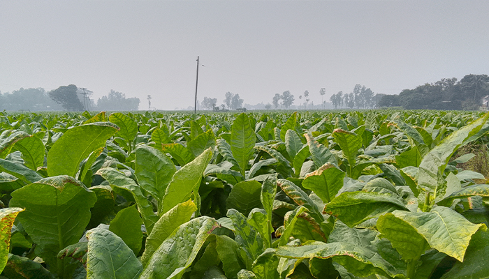 লা‌ভের আশায় সাটুরিয়ায় বাড়ছে তামাক চাষ