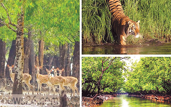 ভালো যদি বাসতে হয়, সুন্দরবনকে বাসুন