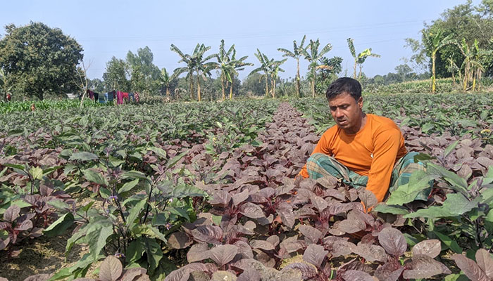 মিশ্র ও সাথী ফসল চাষে নকলার কৃষকদের সাফল্য