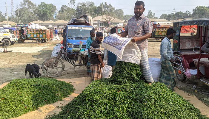 মরিচের বাম্পার ফলনে কৃষকের মুখে হাসি