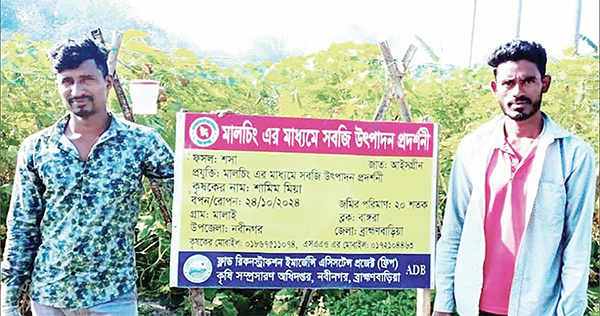 মালচিং পদ্ধতিতে শসা চাষে লাভবান