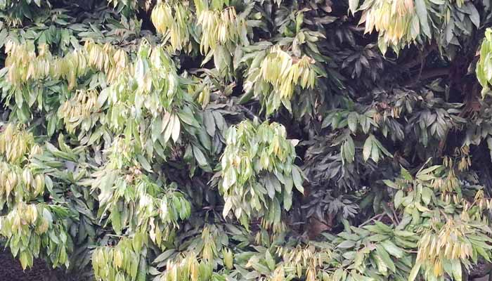 লিচুর রাজধানী ঈশ্বরদীতে ফলন বিপর্যয়ের শঙ্কা