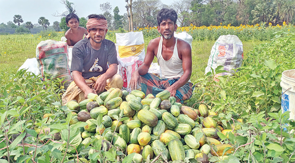 খিরার ন্যায্য মূল্য পাচ্ছেন না কৃষক