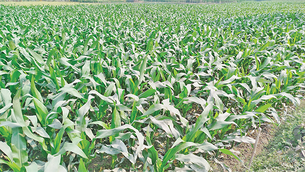 রংপুর অঞ্চলে ভুট্টার বাম্পার ফলনের সম্ভাবনা