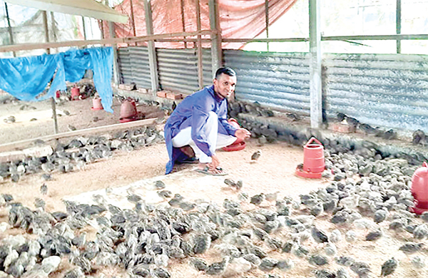 কোয়েল পাখি পালন করে স্বাবলম্বী