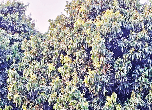 লিচুগাছে মুকুলের পরিবর্তে কচিপাতা