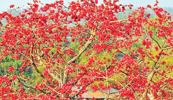 শিমুল ফুলে প্রকৃতির নতুন সাজ