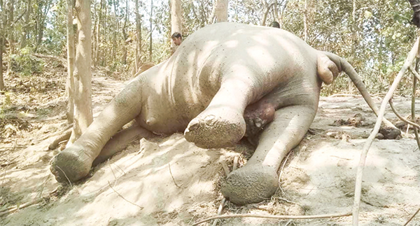 প্রসবের সময় শাবকসহ বন্যহাতির মৃত্যু