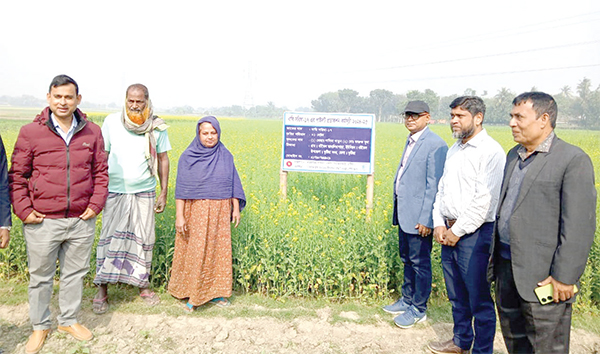 বারি সরিষা-১৭ চাষে ব্যাপক সাফল্য