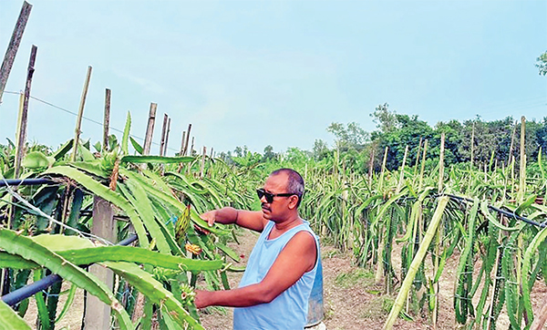 মিশ্র খামারে স্বাবলম্বী