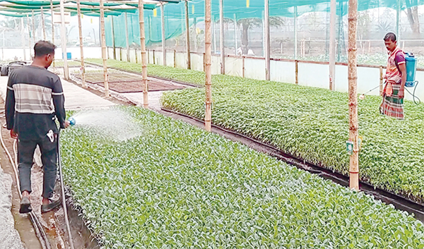 মাটি ছাড়াই উৎপাদন হচ্ছে সবজির চারা