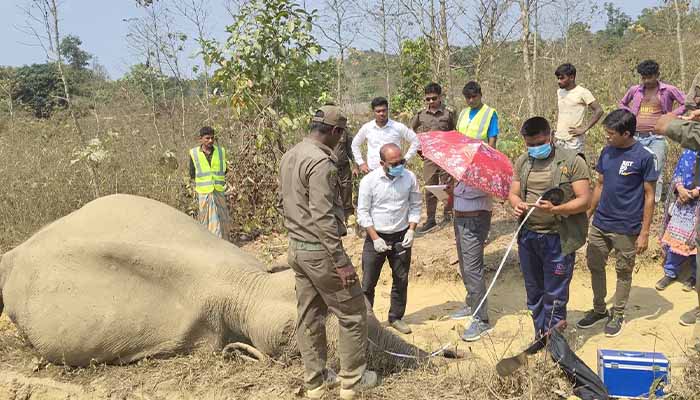 উখিয়ায় গহীন পাহাড় থেকে হাতির মরদেহ উদ্ধার 