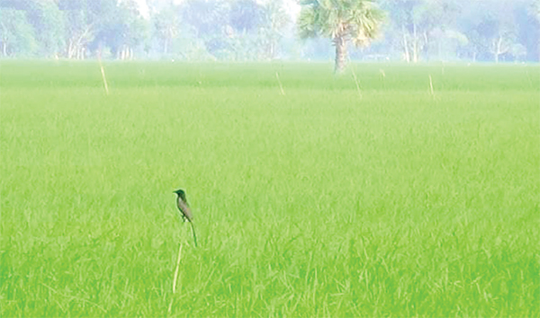 পার্চিং পদ্ধতির সুফল পাচ্ছেন কৃষক
