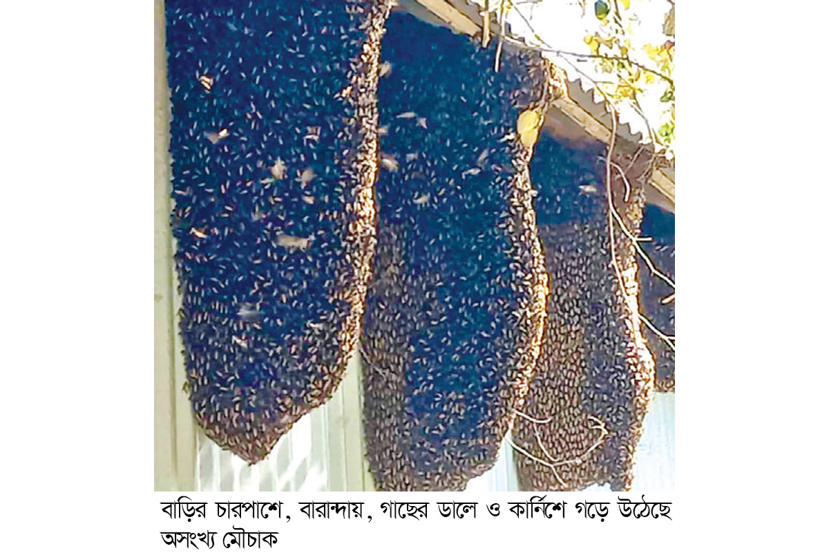 বসতবাড়িতে মৌমাছির অভয়াশ্রম