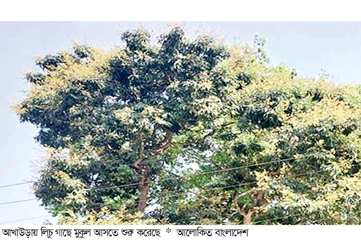 মুকুলে ছেয়েছে লিচু গাছ বাম্পার ফলনের আশা মুকুলে ছেয়েছে লিচু গাছ বাম্পার ফলনের আশা