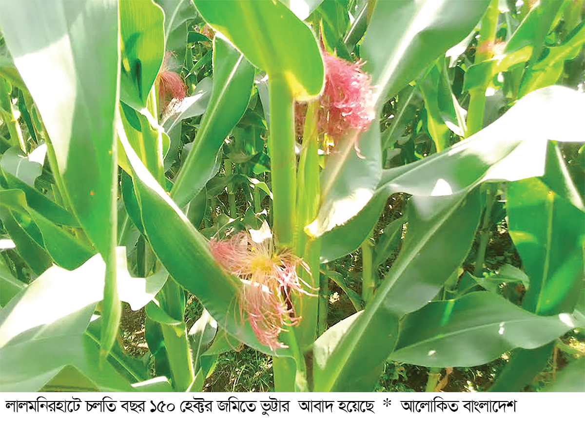 ভুট্টার রঙিন ফুলে দুলছে স্বপ্ন ভুট্টার রঙিন ফুলে দুলছে স্বপ্ন