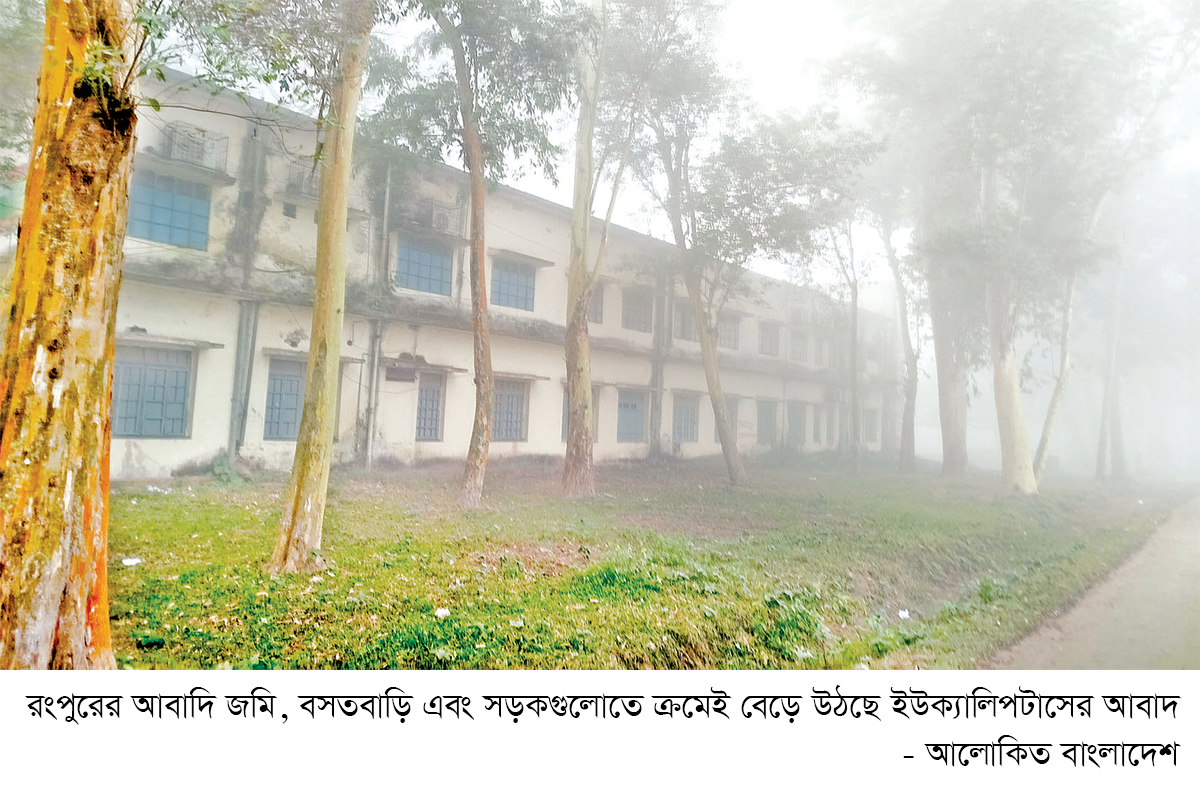 উত্তরাঞ্চলে ইউক্যালিপটাস গাছ লাগানো থামছে না