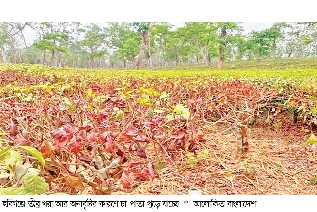 খরা আর অনাবৃষ্টিতে পুড়ছে চা-পাতা