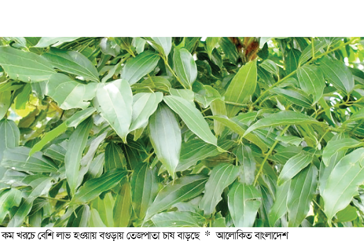 তেজপাতা চাষ দিন দিন বাড়ছে