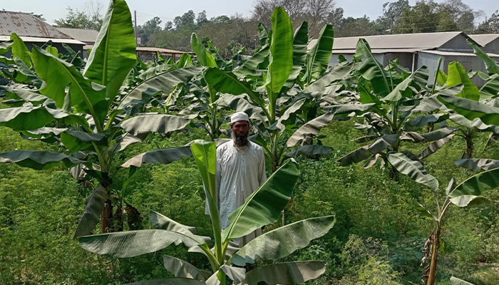 সিরাজগঞ্জে কলা চাষে বাম্পার ফলনের আশা, কৃষকের মুখে হাসি
