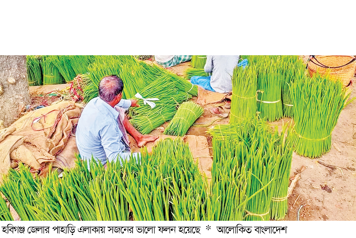 সজনের ভালো ফলনে লাভবান কৃষক