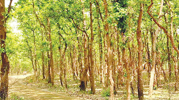 বন সংরক্ষণ করুন