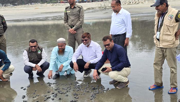 কক্সবাজার সমুদ্র সৈকতে ২৫০ কাছিমের বাচ্চা অবমুক্ত