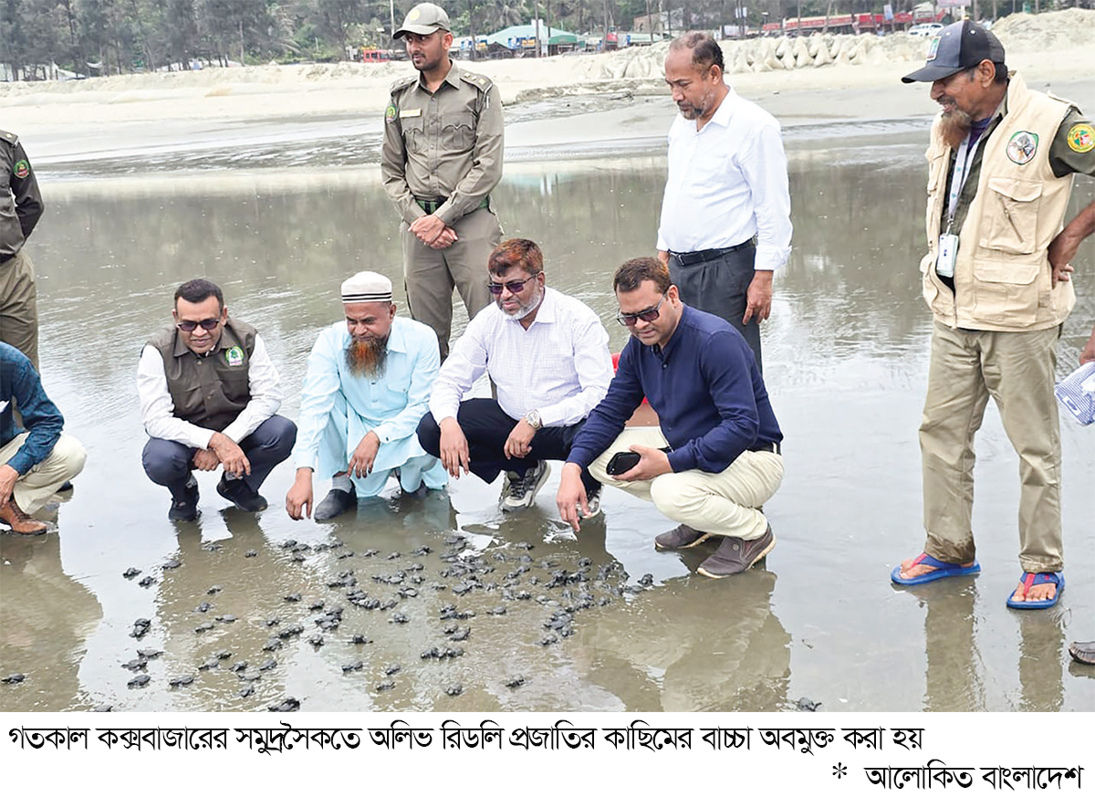 কক্সবাজার সমুদ্রসৈকতে ২৫০ কাছিমের বাচ্চা অবমুক্ত
