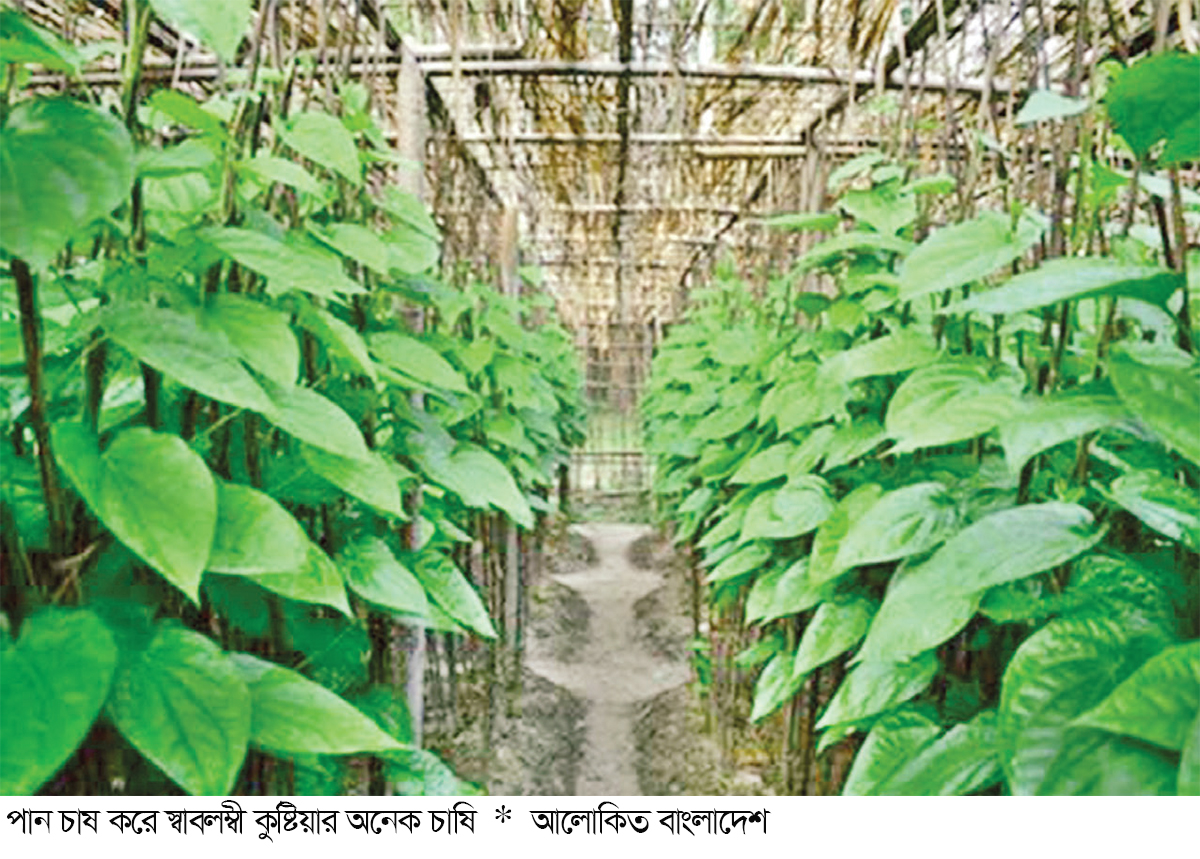 পান চাষে স্বাবলম্বী