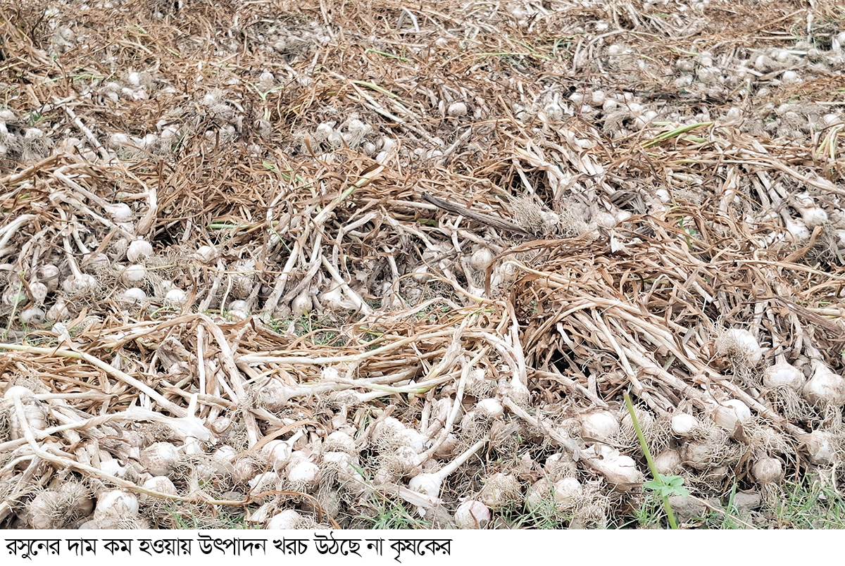 রসুনের বাম্পার ফলনেও হাসি নেই কৃষকের