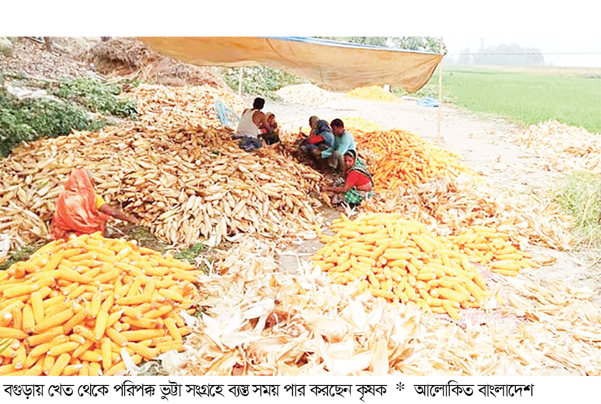 ভুট্টা ঘরে তুলতে ব্যস্ত কৃষক