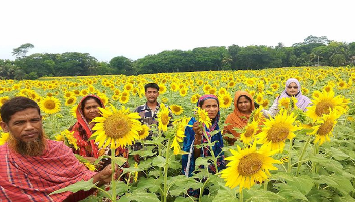 দুমকিতে সূর্যমুখীর দিগন্ত ছোঁয়া হাসি