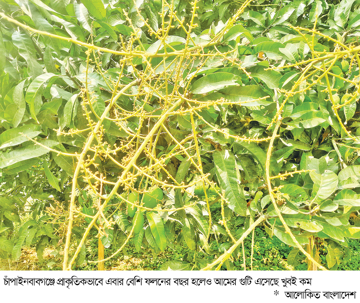 প্রতিকূল আবহাওয়ায় মেলেনি আমের আশানুরূপ গুটি