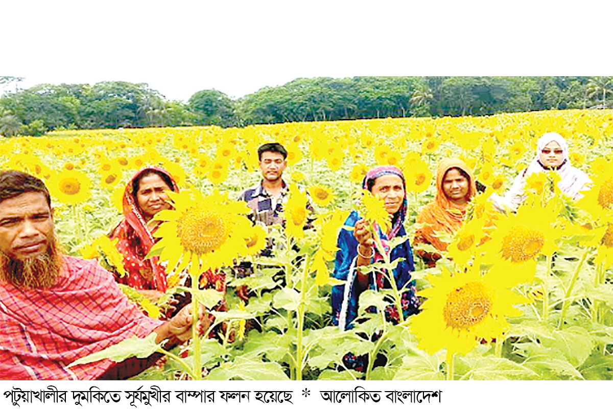 মাঠে মাঠে সূর্যমুখীর হাসি