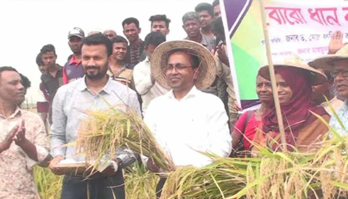 হবিগঞ্জে বোরো ধান কাটা উৎসব অনুষ্ঠিত 